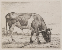 KG 07997
<br/>
Grazende os met juk
<br/>
<em>Troostwijk, Wouter Johannes van (1782-1810)</em>